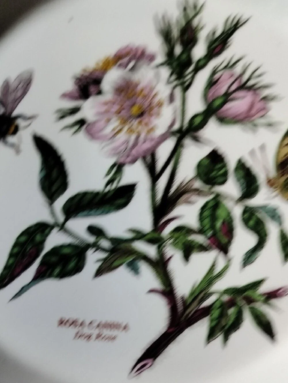 Port Meirion Notanical Floral Dinner Plate in White with Pink Rose Motif Vintage